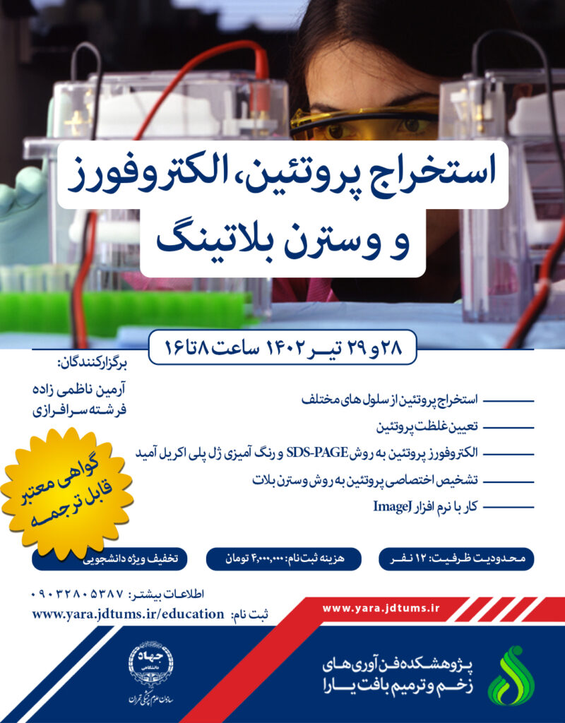 استخراج پروتئین، الکتروفورز و وسترن بلاتینگ