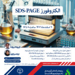 الکتروفورز SDS-PAGE